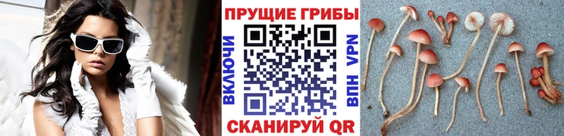 продажа наркотиков  Карачев  Псилоцибиновые грибы Psilocybine cubensis 